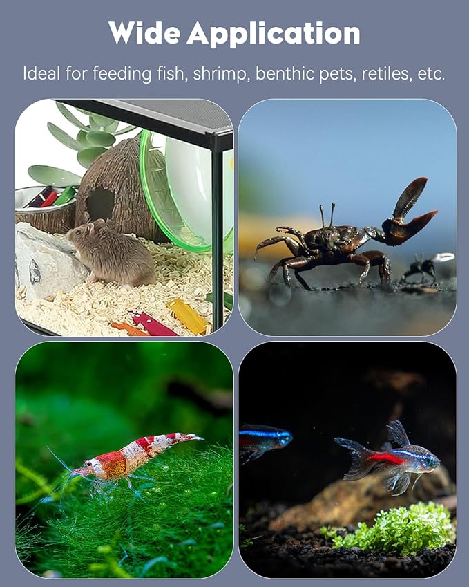 Pawfly Transparent Shrimp Feeding Dish, Clear Glass Aquarium Shrimp Feeder Dish, Food Tray for Fish Tanks and Terrariums (Without Suction Cup)