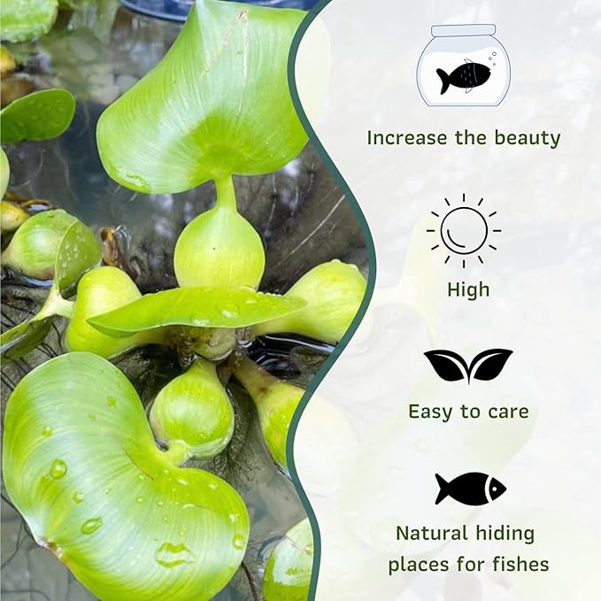 Mainam Water Hyacinth Eichhornia Crassipes Tropical Freshwater Live Aquarium Plant Decorations (1 Pack)