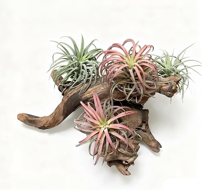 emours Driftwood Branches Reptiles Aquarium Decoration Assorted Size,(6-10 inch in Length),4 Pieces