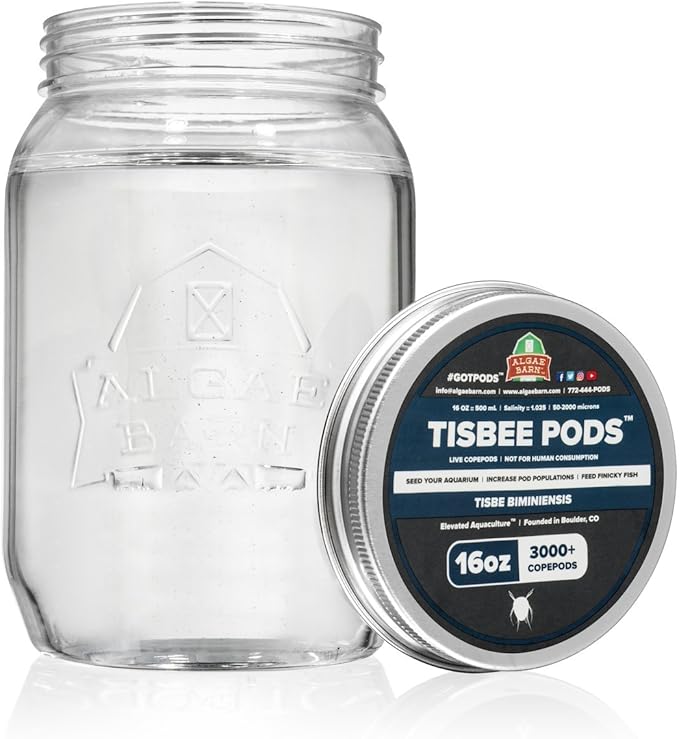 AlgaeBarn Tisbee Pods :: Live Copepods :: Tisbe biminiensis Copepods :: Cleans Your Tank :: Mandarin & Finicky Fish Food (3,000+ Pods)