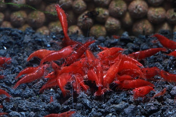 Live Freshwater Aquarium Shrimp - Neocaridina (Bloody Mary, 10 Pack)