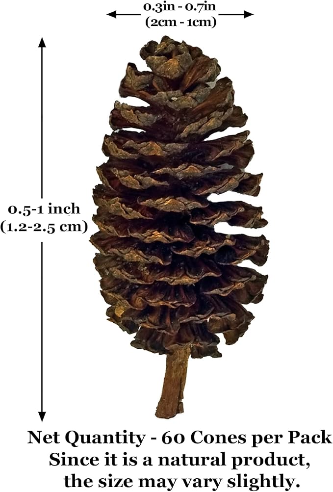 JOR Alder Cone Water Conditioner for Betta Fish, Creates Native Habitat, Relieves Stress, Serves As A Nursery and Food Source, Lowers Water pH, Can Be Used in Filter Or Freely in Aquarium, 60 pcs