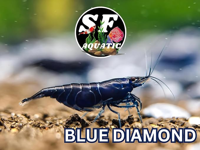 SF Aquatic™ 20 Premium Blue Diamond Neocaridna Live Freshwater Aquarium Shrimps for Aquarium. Adults Beeding Age. Live Arrival Guarantee.