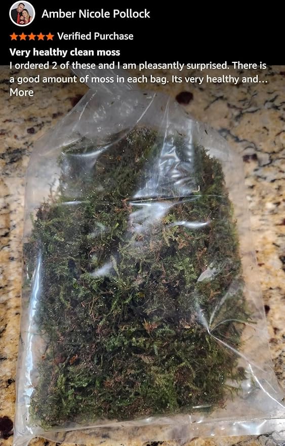 Swimming Creatures™ Live Aquarium Plants (Java Moss (25sq inch Portion))