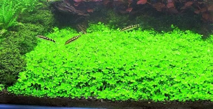 Marcus Fish Tanks - 3X Micranthemum Monte Carlo Pots Easy Live Aquarium Plants