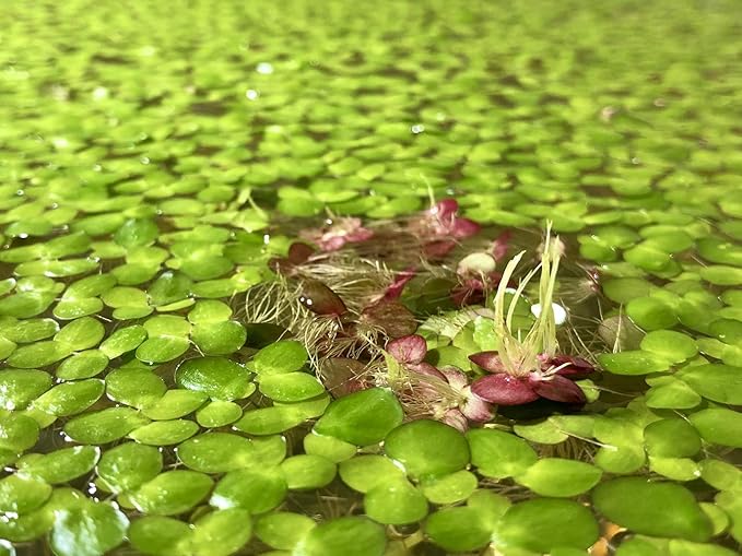 60+ Giant Duckweed (+Mystery Plant) Live Aquatic Floating Plant for Aquarium (spirodela polyrhiza) by Aquarigram