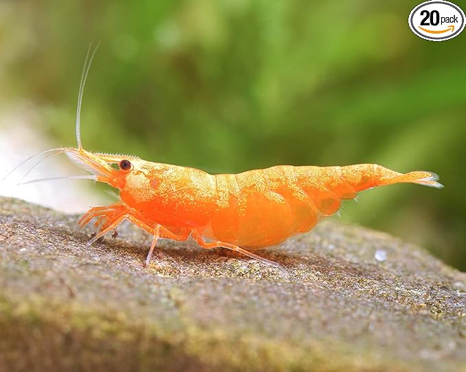 was High Grade Orange Sakura Shrimps Neocaridina Live Freshwater Shrimp Aquarium Inverts (Live Guarantee or Replacemnt is Free)(Orange-10)