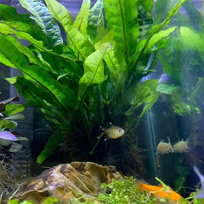 Anubias Nana Golden and Java Fern Tall 2 Pots - Live Aquarium Plant Snail Free