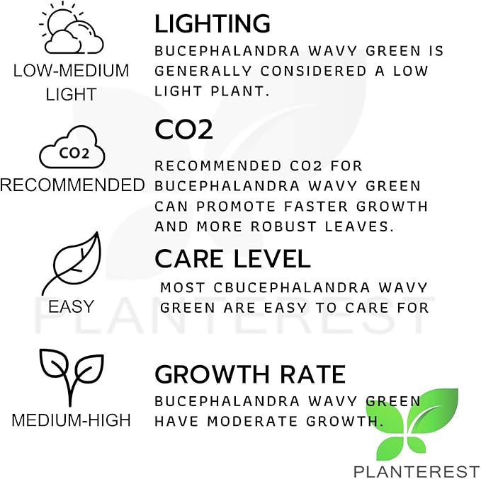 Bucephalandra 'Wavy Green' Nano On Wood Loose Background Easy Live Aquarium Plant Decorations