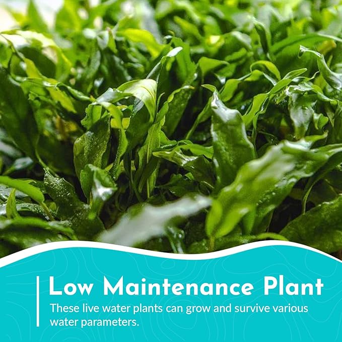 Anubias Minima Live Freshwater Aquarium Plant – Hardy Low Maintenance Aquatic Plant - Ideal for Low Light & Natural Fish Tank Decoration - Safe for Shrimp & Betta - 2 Inch Pot