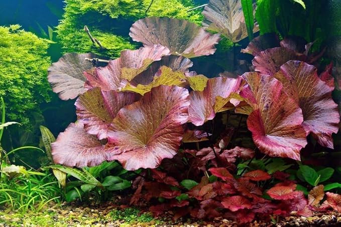 3X Tiger Lotus Bulbs Nymphaea Tiger Lotus Easy Live Aquarium Plants for Aquatic Freshwater Fish Tank