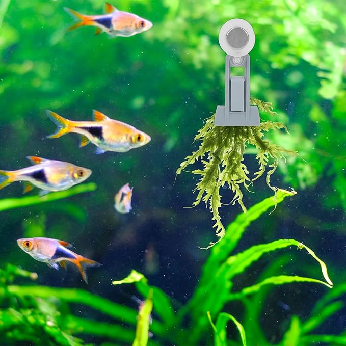 Magnetic Seaweed Feeder Clip, Plastic Algae Feeding Clip Saltwater Automatic Fish Feeding Ring Fish Aquarium Accessories for Aquatic Pets