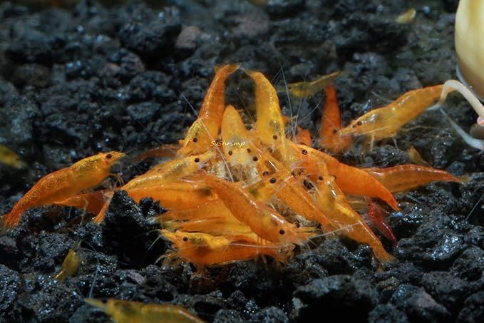 Live Freshwater Aquarium Shrimp - Neocaridina (Orange Sunkist, 5 Pack)