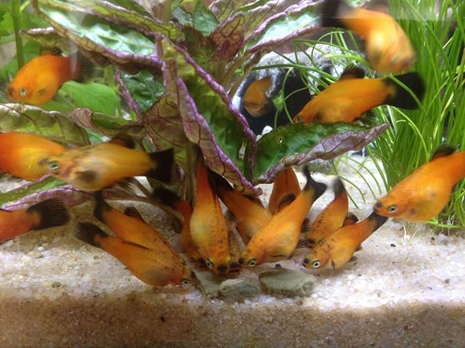 3.5mm - 1/8" Color Enhancing Sinking Micro Wafers for Bottom Fish, Shrimp, Crabs, Crayfish, All Tropical Fish…2-lb Med Jar