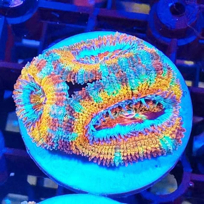Aquarium Choice Big Size Ceramic Coralline Coral Frag Plugs Coral frag Plate Base