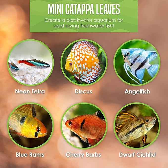 SunGrow 50 pcs Catappa Indian Almond Leaves – 2” Water Conditioner for Betta Fish Tank, Aquarium Leaf for Fish Breeding, Shrimp, Goldfish, Guppy & Frogs