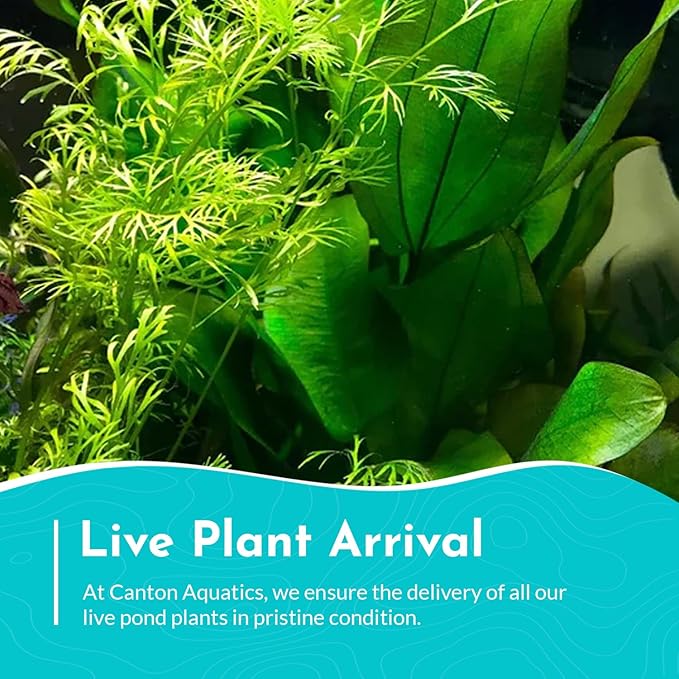 Water Sprite (Indian Fern) - Live Aquarium Plant - Freshwater - Low-Medium Light