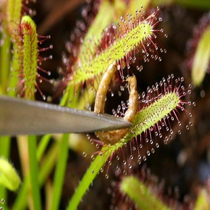 Bloodworms- Freeze Dried Grade A Floating Bloodworms for Discus, Cichlids, All Tropical Fish, Koi & Pond Fish, Carnivore Plants - 1-lb Lg Jar