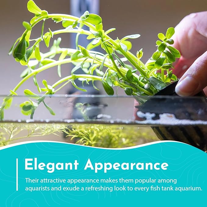 Moneywort Bacopa Monnieri Live Aquarium Plant Stem Bundle Freshwater Easy Beginner Background Plant - Low-Medium Light