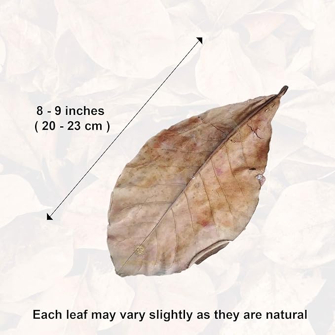 SunGrow 20 Pcs Large Catappa Indian Almond Leaves for Fish Aquarium Tank, 7-8 Inches, Leaf for Successful Breeding & Creating Rainforest Environment, Water Conditioner Leaves for Shrimps, Betta