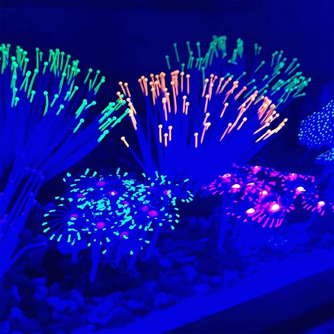 Star Polyps Coral Green & Pink