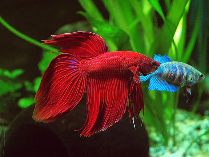 A.D.P. UTH Fish Food Fresh Eggs Fairy Shrimp (250000+Egg) 3 g. Best Tropical Fish Food Grow Faster & Color Enhancer Slow Sinking Like Pellets High Protein 64% for All Small Baby Fry Newborn Fish Feed