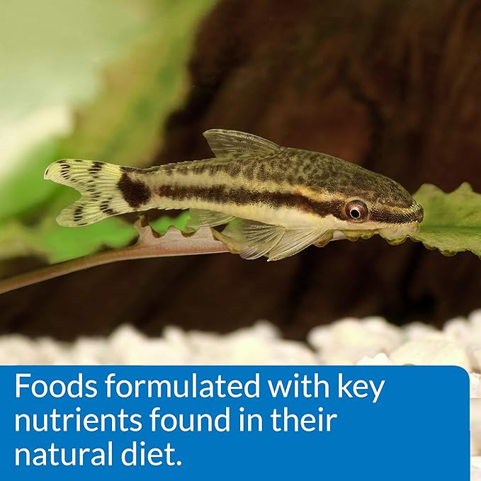 API BOTTOM FEEDER PELLETS WITH SQUID Fish Food 1.3-Ounce Container
