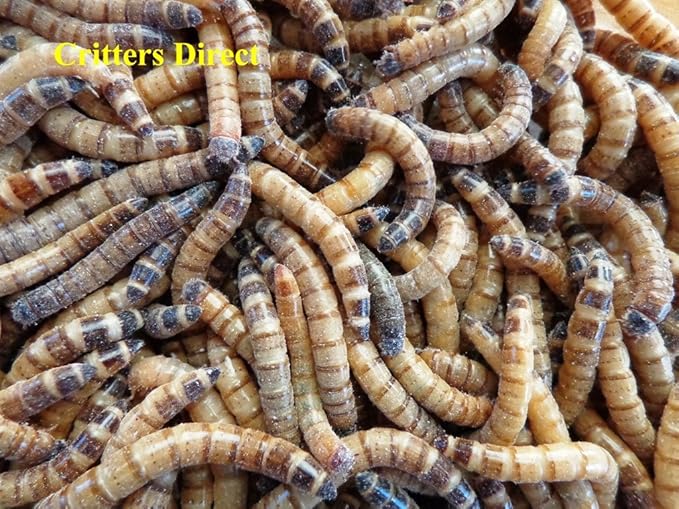 250 Superworms - GUT LOADED !!! (Small (>1"))