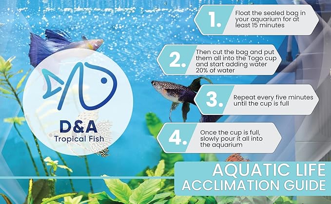 D&A Tropical Live Fish - Full Gold 24K Ribbons Guppy Live Fish for Aquariums, Freshwater (1 Trio 1 Male, 2 Female)