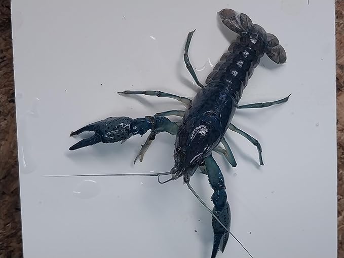1 Live Electric Blue Lobster Crayfish for Freshwater Aquariums Size 1 in.-4 in. Can not be Shipped to California,Alaska, Hawaii or Wisconsin Due to regulatory restrictions