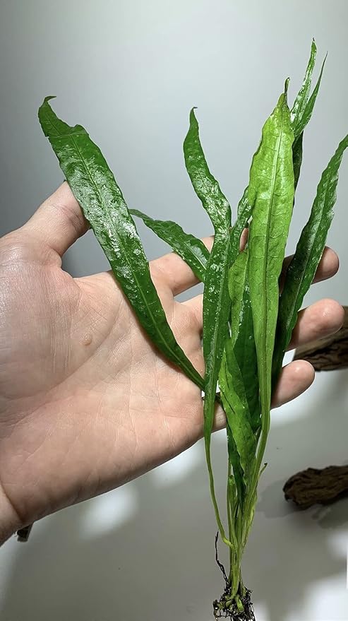 Java Fern Microsorum Pteropus Easy Low Light Live Aquarium Plant - Buy 2 Get 1