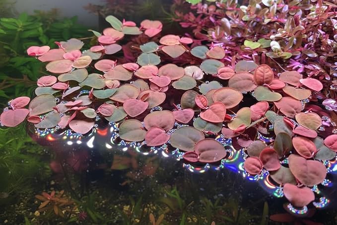Live Red Root Floater Aquarium Plant (80+ Leaves) Floating Freshwater Plant for Shrimp Tank Betta Tank Low Light Aquariums