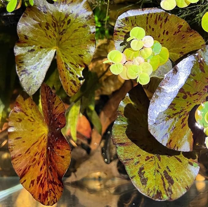 Marcus Fish Tanks - Tiger Lotus Lily Nymphaea Lotus - Live Aquarium Plants - Freshwater Aquatic Plant Buy 2 Get 1