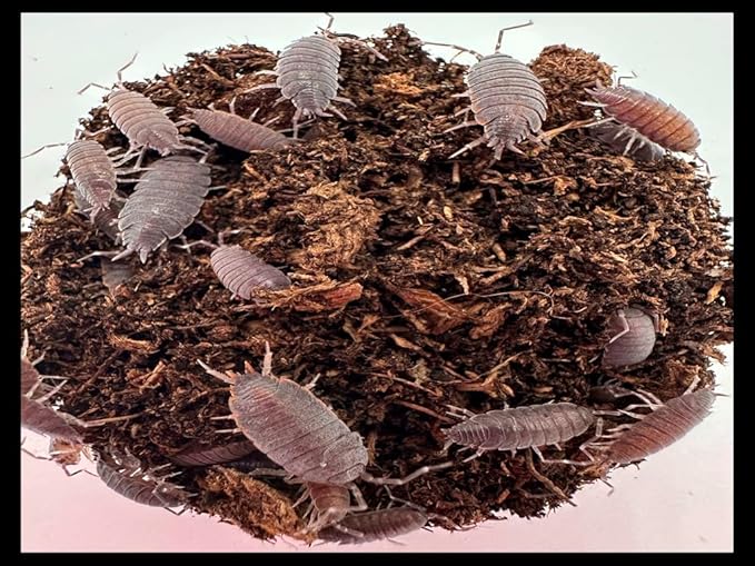 Critters Direct Powder Blue Isopods (Qty-20) & Springtails (8 oz Seeding Culture) Combo Package, for Amphibian/Reptile/Invertebrate Bioactive Habitats