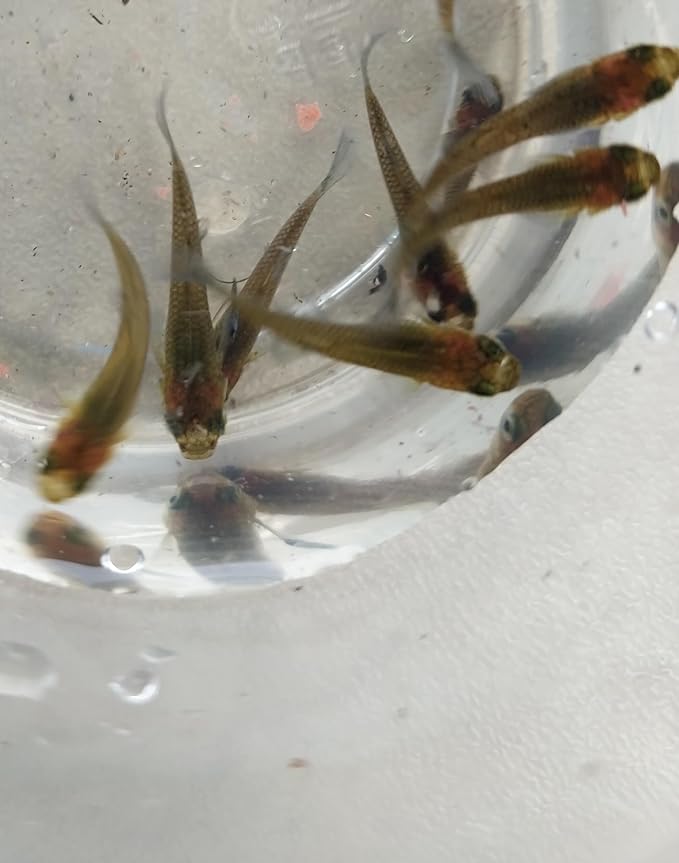 Live Freshwater Mosquito Fish for Pond or Aquarium, Pack of 10, Consume Mosquito Larvae