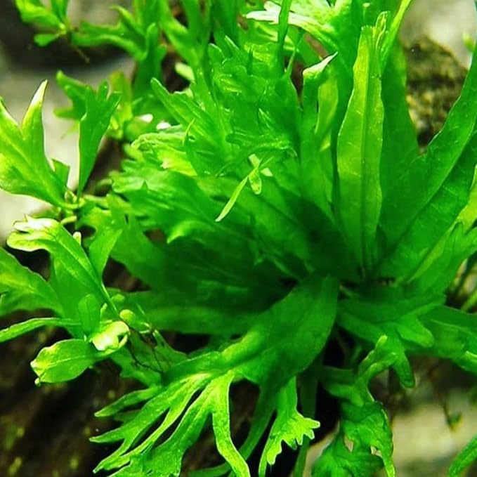 5X Java Fern Windelove Microsorum Pteropus Looses Aquarium Live Plant for Fish Tank Decoration