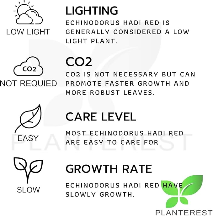 Echinodorus Hadi Red Pearl Potted Tropical Live Aquarium Plants Decorations for Fish Tank BUY2GET1FREE Healthy Enviroment Low Maintenance