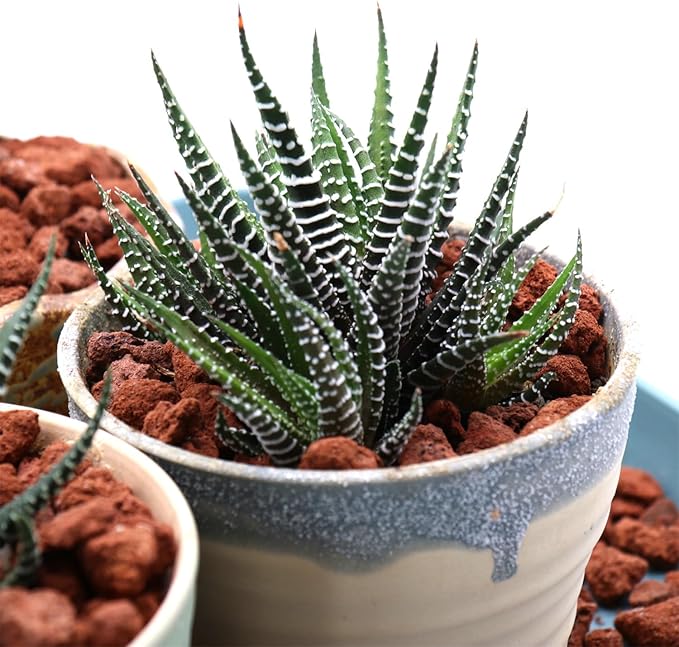 Volcanic Rock for Plants. Red Color Lava Rock. 1/5 Inch - 10 lbs for Potting Succulents, Pots, Plants, Gardening, Indoor, Crafting, Vase Fillers