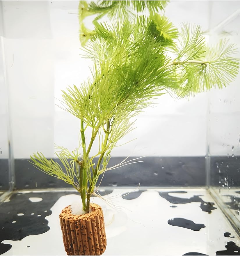20Pcs Aquatic Water Plant Fixed Rings, Plant Weights for Fish Tank,25mm Water Plants Cultivation Rings for Aquarium Landscaping/Fish Tank Accessories