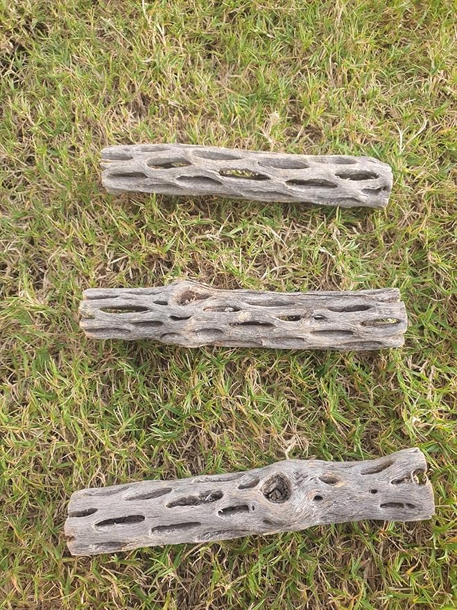 Hexagrowth Cholla Wood Shrimp Hideout, Habitat for Fish, Toy for Gecko, Hermit, Snake, Isopods, Millipedes, Beetle, Snail, Airplant Decor, Bird Perch, Untreated Size 6'' Long, 1'' Diameter (3 Pieces)