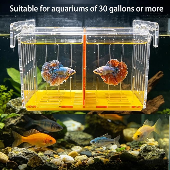 Large Acclimation Box for Saltwater Fish, Acrylic Hang on Back Breeder Box with Divider & Feeding Window, for Saltwater and Freshwater, 9.84 x 8.27 x 6.30 Inches