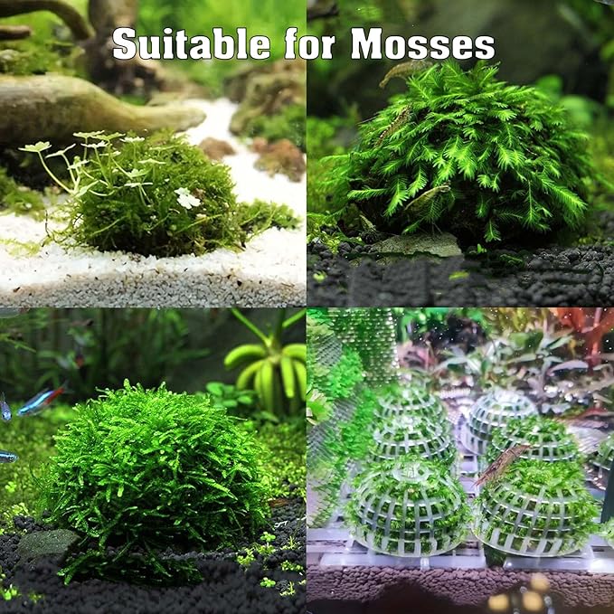 Java Moss | Vesicularia Ferriei Live Aquarium Plant, 10 Square Inch Flame Moss, with 1x Ball Holder, Freshwater Live Plants Shaping Filter