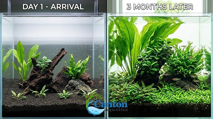 Live Aquarium Plants Essential Bundle 4 Pack for Up to 60 Gallon Tanks, Assorted Freshwater Plants