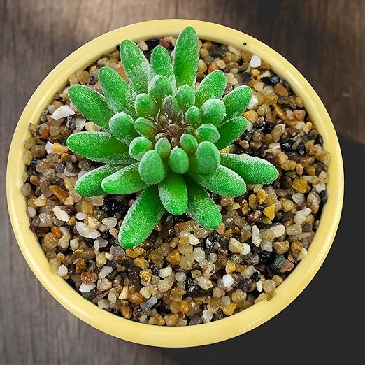 20LB Coarse Sand, Colored Rocks Pebbles, Quartz Sand for Cactus Bonsai, Succulent Plant Bonsai Paving, Vase Filling Decoration, Natural Sand for Fish Tank Decoration Paving(2-4mm)