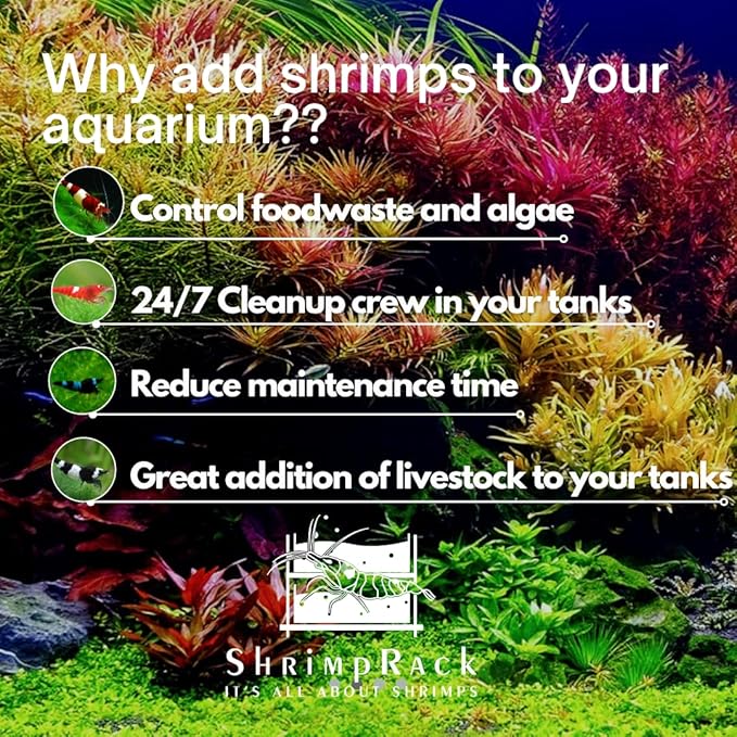 ShrimpRack™ 10 Black German Pinto Freshwater Aquarium Shrimps 1/4 to 1/2 inch Long.
