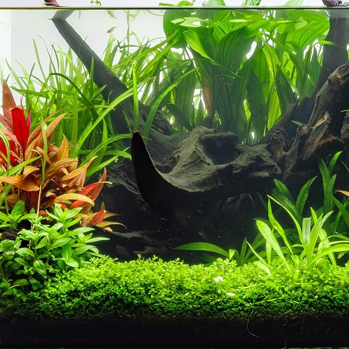 Ultum Nature Systems Driftwood - Mopani Wood - Natural Aquarium Hardscape for Planted Tank Aquascaping - Fish, Crab, Reptile, Bird, Paludarium Enclosure Structure, Terrarium Decor - MED 1Pc, 12-16"