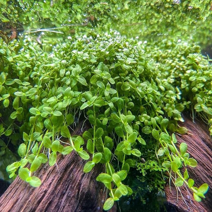 Monte Carlo Micranthemum Tissue Culture Vitro Grown Freshwater Aquarium Live Plant for Fish Tank Carpet Decoration