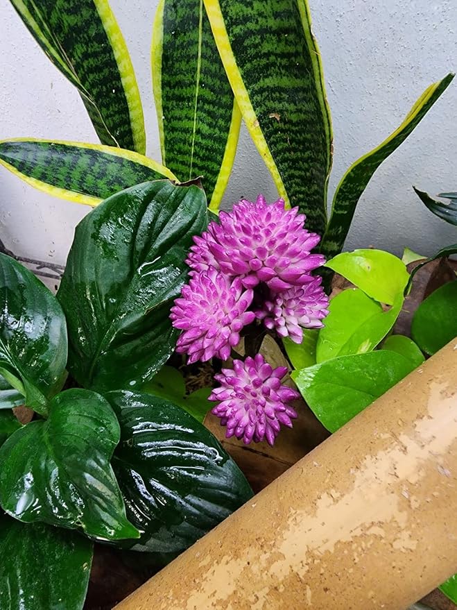 Josh's Frogs Arid Artificial Plants for Reptiles (Red Clover)