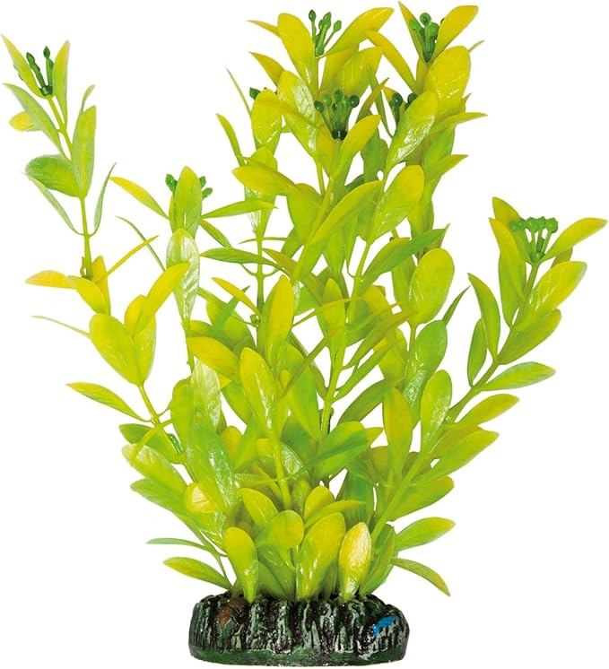 ICA AP1021 Hygrophila Polysperma by Aquatic Plants Plastic