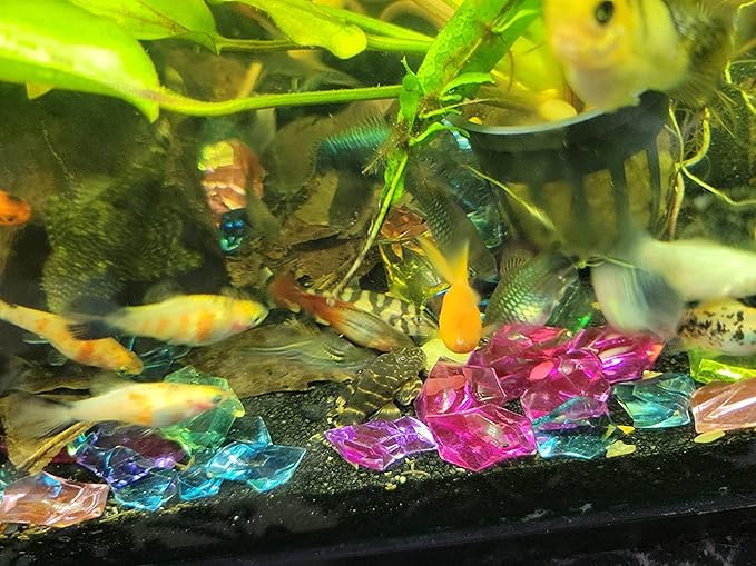 Calcium Enriched Sinking Food Disks for Shrimp, Snails, Crabs, Crayfish, Hermit Crabs, Plecos, Catfish, Bottom Fish, All Tropical Fish. 25 Small & 25 Medium Discs Jar